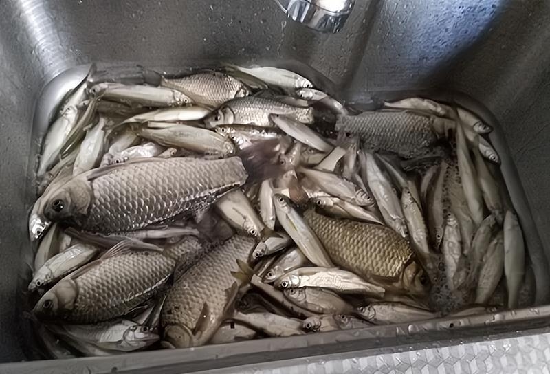 米饭|钓鱼前有酒有肉,钓鱼后米饭咸菜,谁说钓鱼不花钱