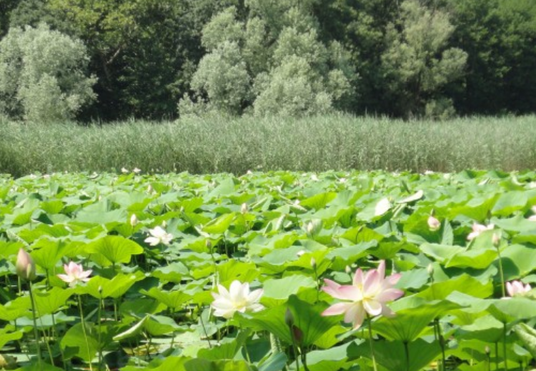 天蝎座|十一月上旬开始,运势上涨,鸿运当头,贵人助力的生肖