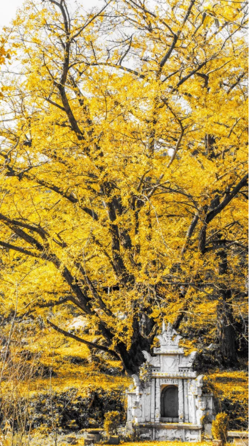 贵州旅游|贵州旅游|周边游，11月初的妥乐迎来最美时刻，现在赶紧出发！