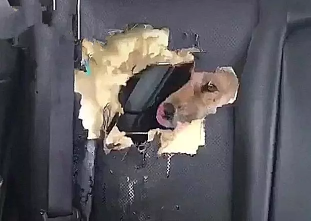 铲屎官把狗狗留在车里去上厕所，回来一看，想死的心都有了