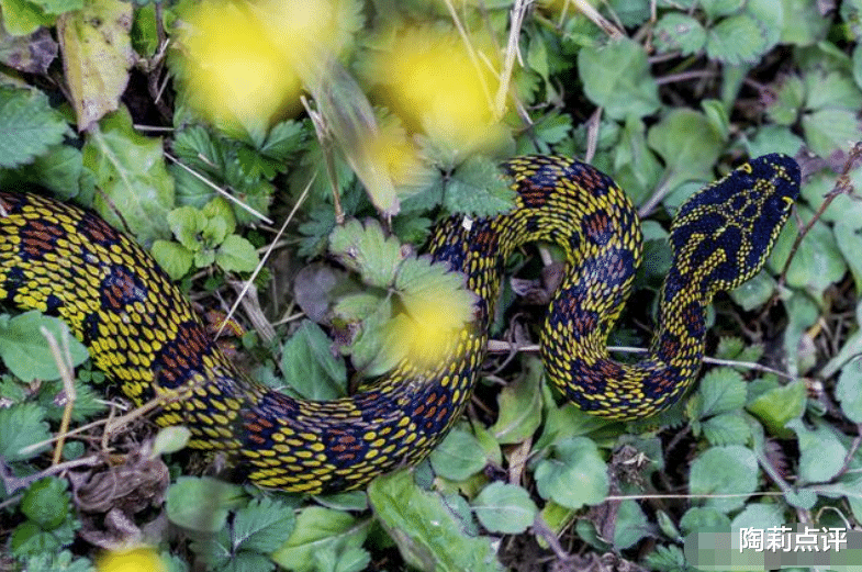 毒蛇|国内十大毒蛇之——原矛头蝮，为何毒性不强，却破坏力十足？