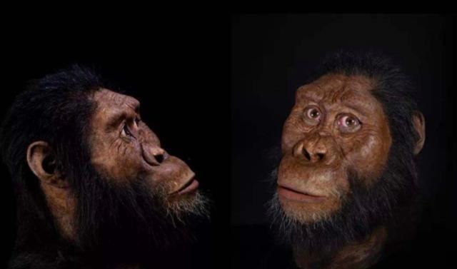 基因|为什么动物只有在发情期才交配,而人类随时都可以交配?