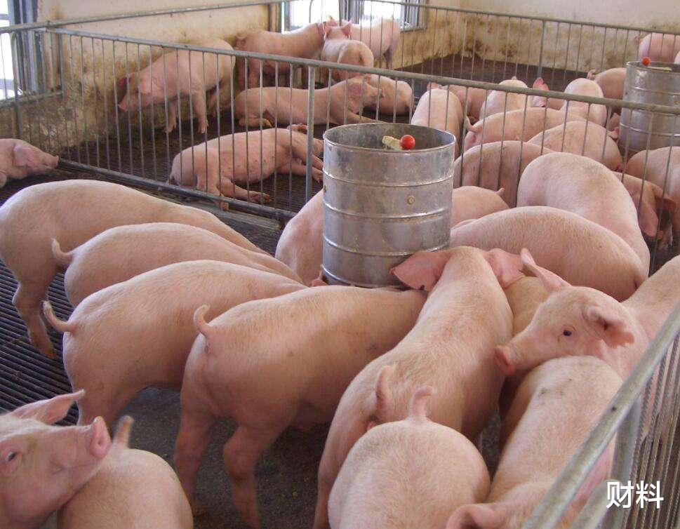 财料|猪肉价格8周连降，但另一农产品价格却“飞涨”，短短几天涨数倍