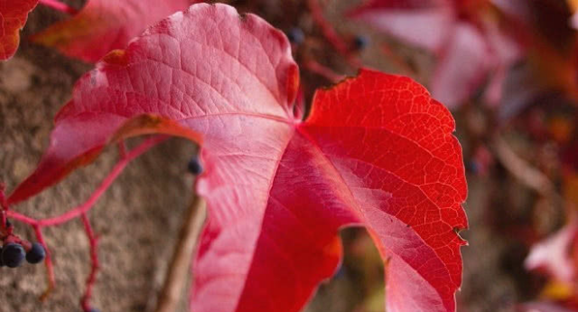 生肖|预计一周内，缘分与桃花达到一致，开启永恒真爱的四大生肖！