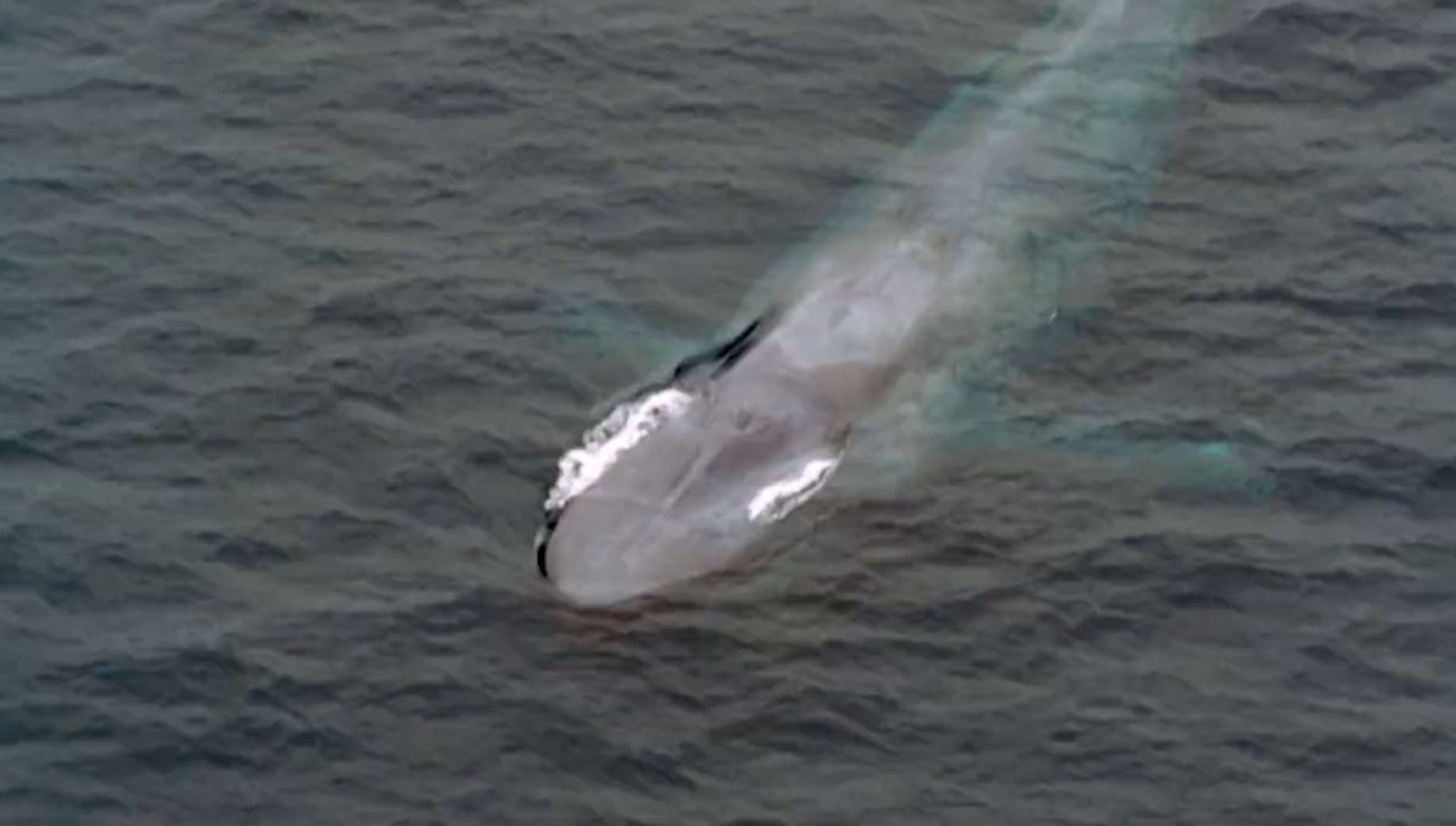 「大象」这个世界上已知最大生物，一个舌头就相当于一头大象的重量