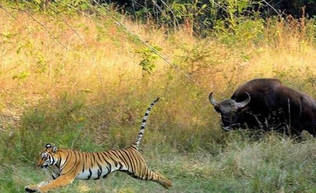 孟加拉虎:云南现存的“牛魔王”,最重一吨半,敢让孟加拉虎变“大猫”