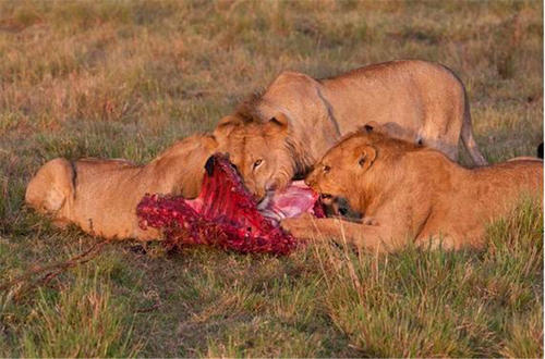 [非洲]食肉动物为什么钟情猎物的内脏？
