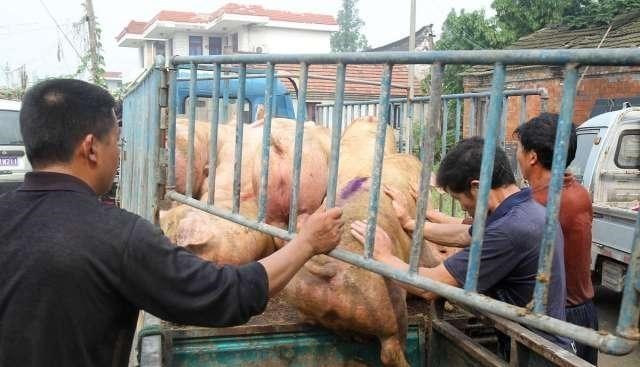 生猪价格|猪价断崖式下跌,后市涨跌如何?专家权威预测!附:10月11日猪价