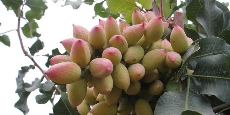 腰果|5种食物没去壳的样子，全认出来的，不是吹牛就是农村娃