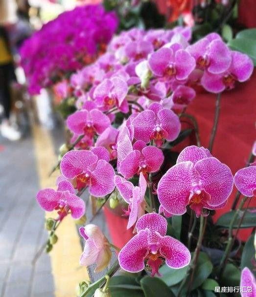 白羊座|这几个星座“有主见”，遇到爱情，马上付出真心