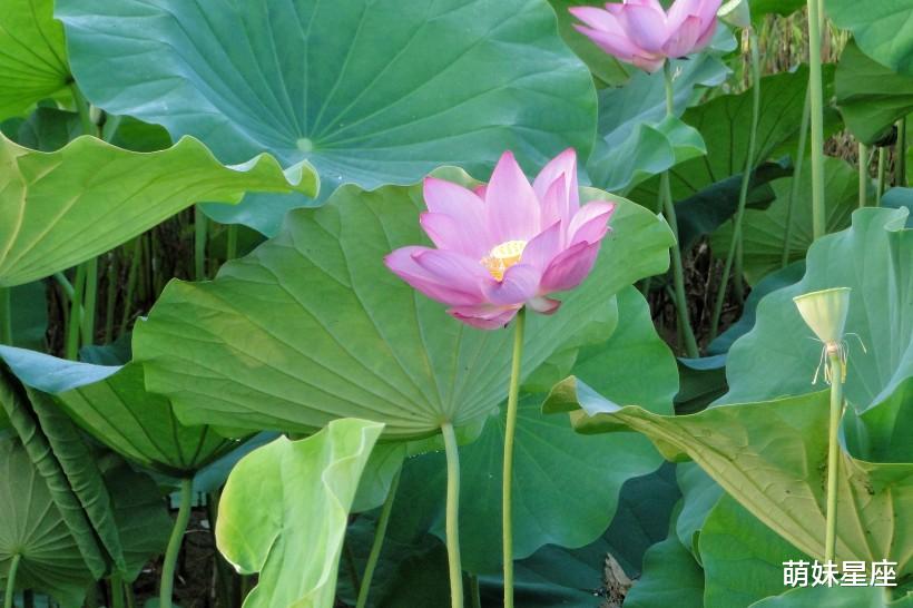 生肖|11月中旬期间，桃花太撩人，喜获真爱，从此甜蜜幸福的4大生肖
