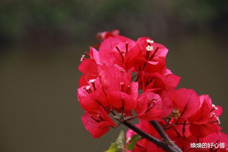 白羊座|九月份开始，四大星座遇到真爱的真实反应，看完也太害羞了！