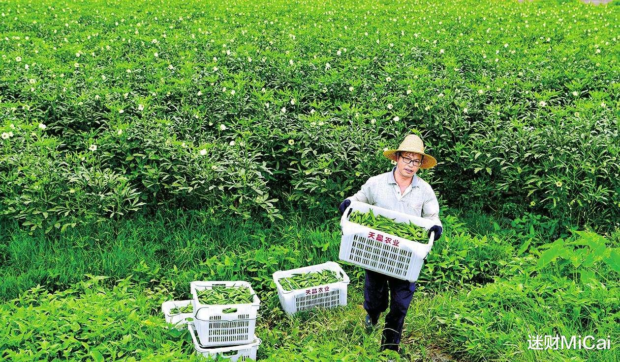 蚂蚁花呗：“国字号”电商平台正式上线，淘宝、拼多多等平台会被取代吗？
