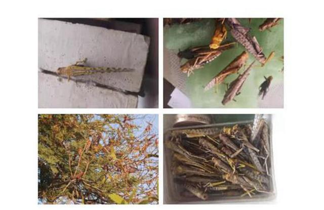 [陕西]要命！凶猛的红火蚁入侵四川，人畜被咬可致休克 村民：太可怕