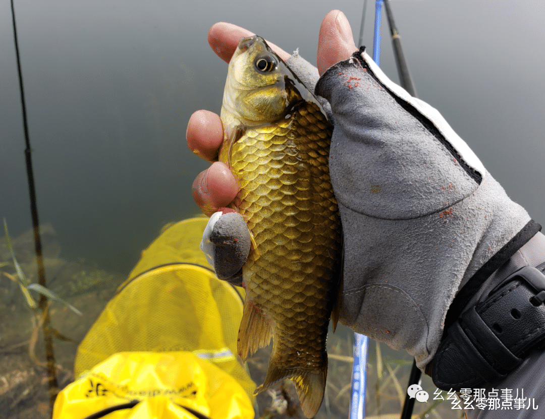 『』北京山中野钓爆护，全是大板鲫！入夏后想过瘾饵料和天气缺一不可