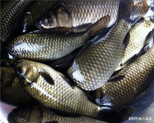 @初春野钓上几条就“停口”，问题出在哪？解析初春野钓三大技巧