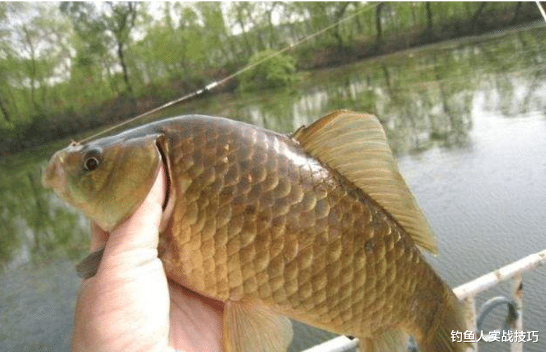 鲫鱼|秋天钓鱼区别四阶段，掌握好了，还能轻松上鱼