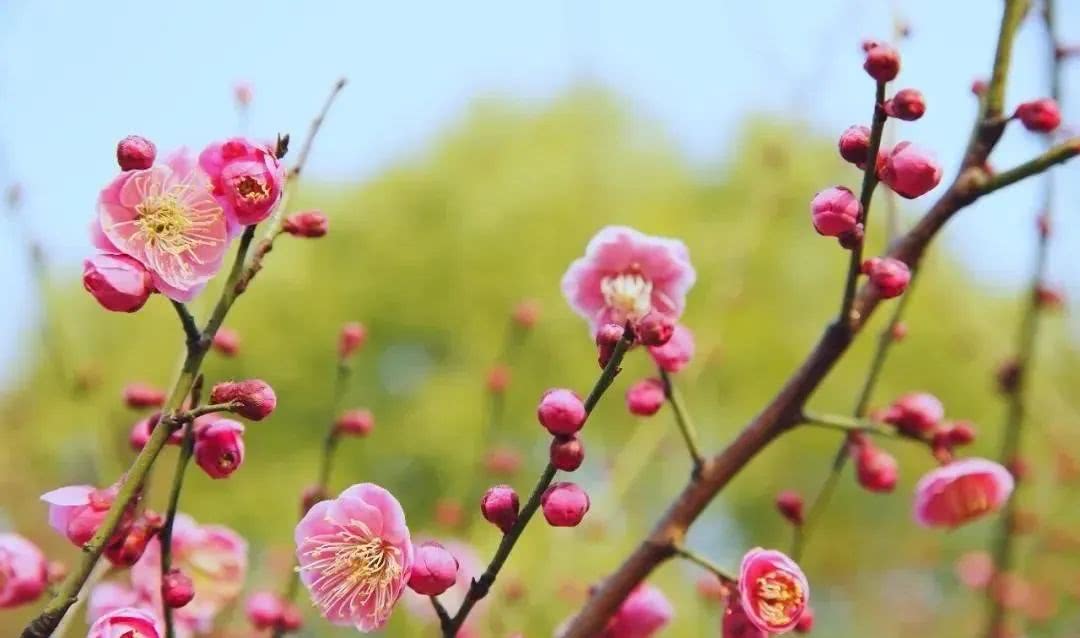 【生肖】5月中旬复工起，将会百事大吉，4生肖大手大脚发大财，喜事不离身