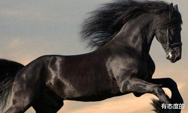属马|生肖马9月3号是你特别重要日子，将是你人生中最大的转折点