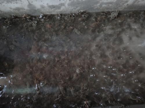 |跌破80万吨，上百万斤死掉后，提前上市价格暴涨，吃货：没口福