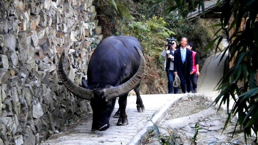 趣观历史|贵州雷公山“牛王”，去世后获15人抬棺，主人表示：是我的亲人