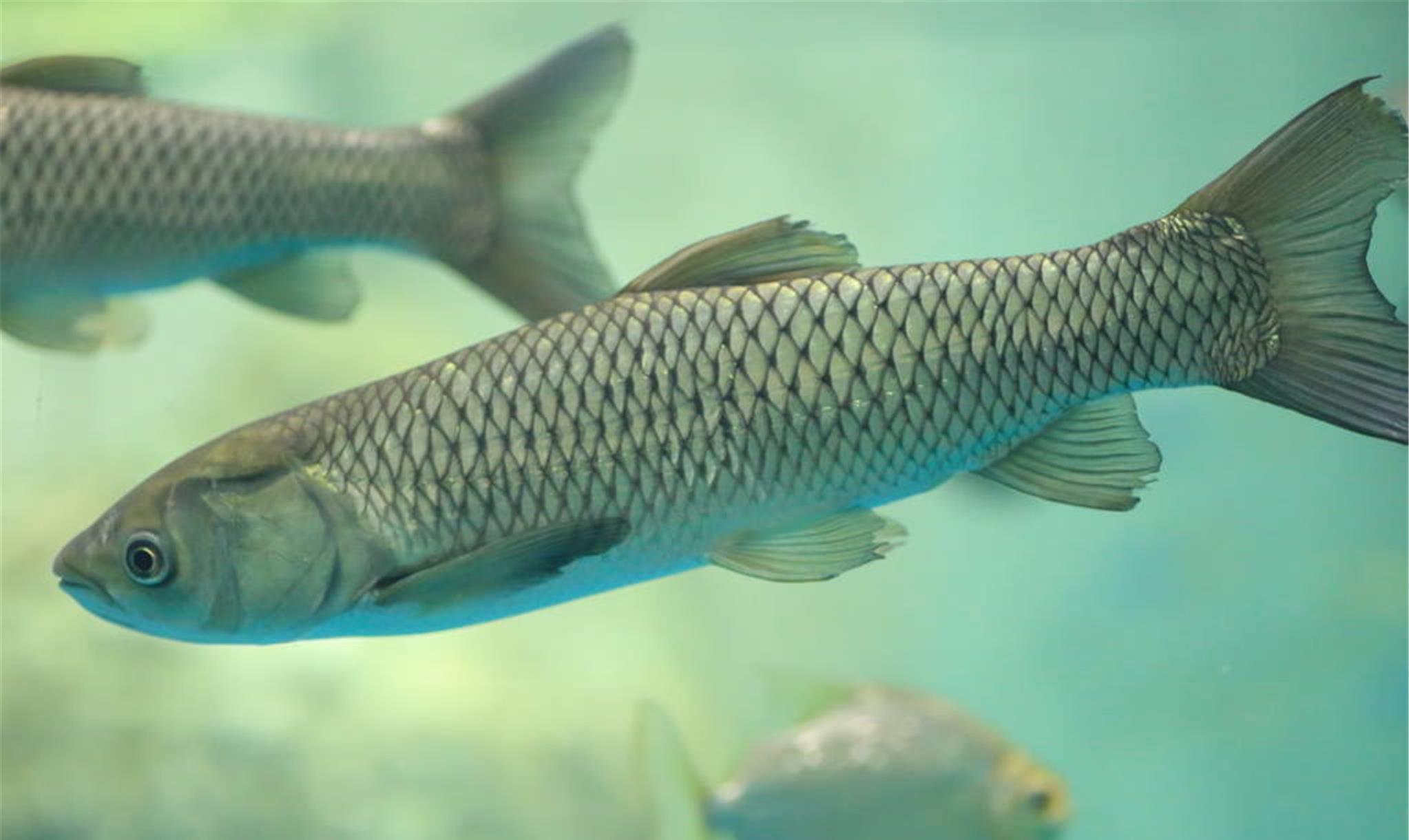 饵料|野钓：突然没鱼吃钩了咋办？出现这4种情况，恭喜您大鱼进窝了