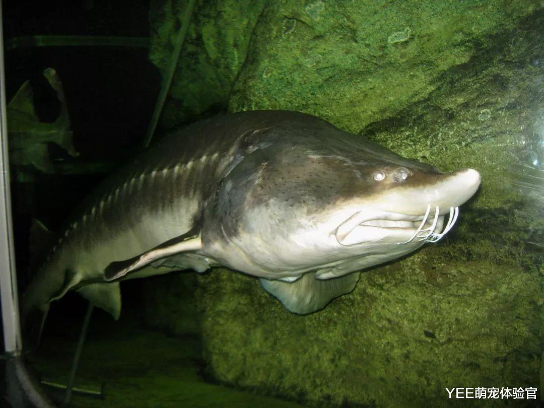我国大型猛鱼，活在恐龙时代，却跟中华鲟一样不幸