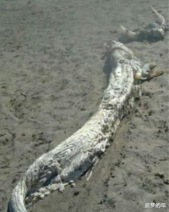 科学家▲九大曾传得玄之又玄的神秘生物，看知晓其真面目，瞬间感觉被玩弄