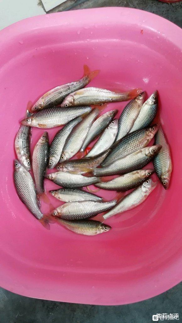 银环蛇|野钓到底如何避蛇？撒药真的管用？这几个方法才靠谱