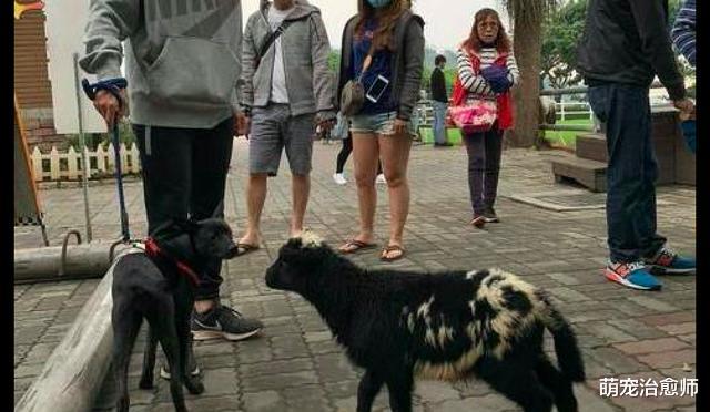 狗在路上遇到只羊，吓得连忙抱住主人大腿求抱抱，小怂样太好笑了
