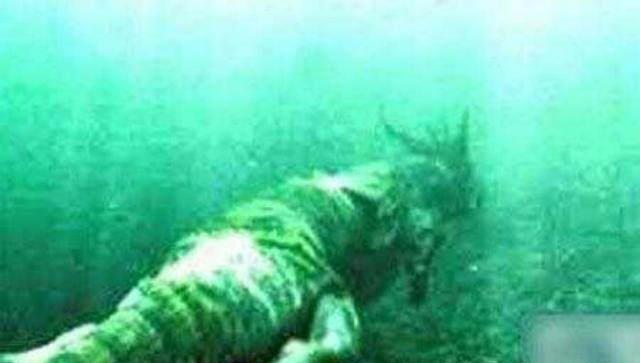 #科学家#震撼：传说中的龙曾经被美国捕获过？龙原来是这种未知生物！