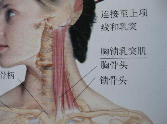 错位|锁骨一高一低，一上一下该如何调整？