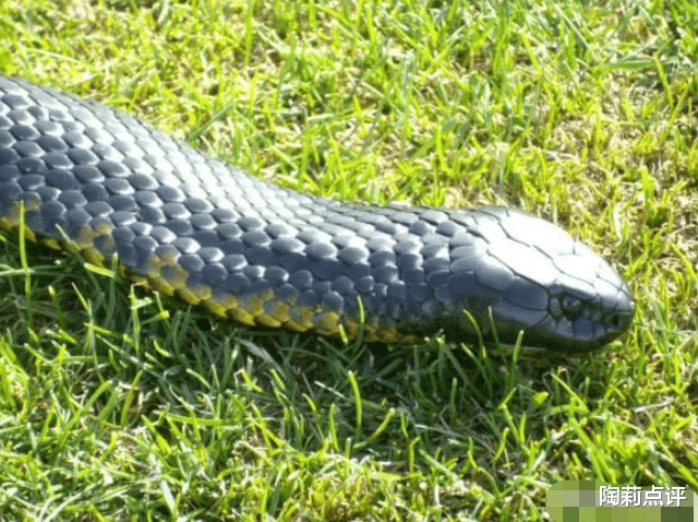 毒蛇|比黑曼巴更毒的“黑字辈”毒蛇，名气不大却更可怕