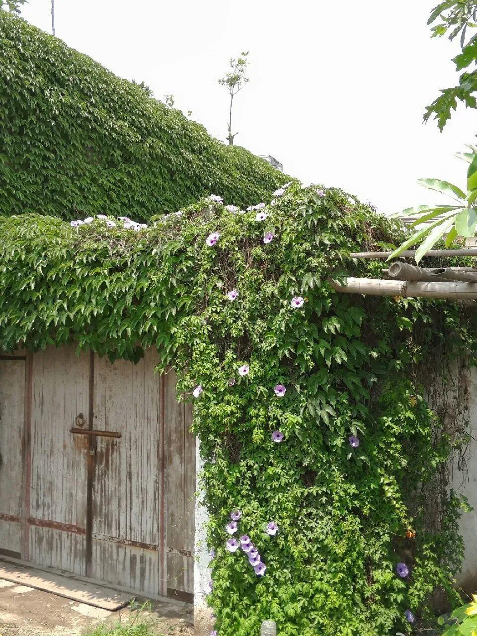 爬山虎|救命！入侵植物爬进院子，三年都杀不完！