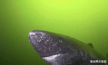 科学家|科学家在深海发现幽灵鲨,存在岁月长于恐龙,永久活在黑暗世界