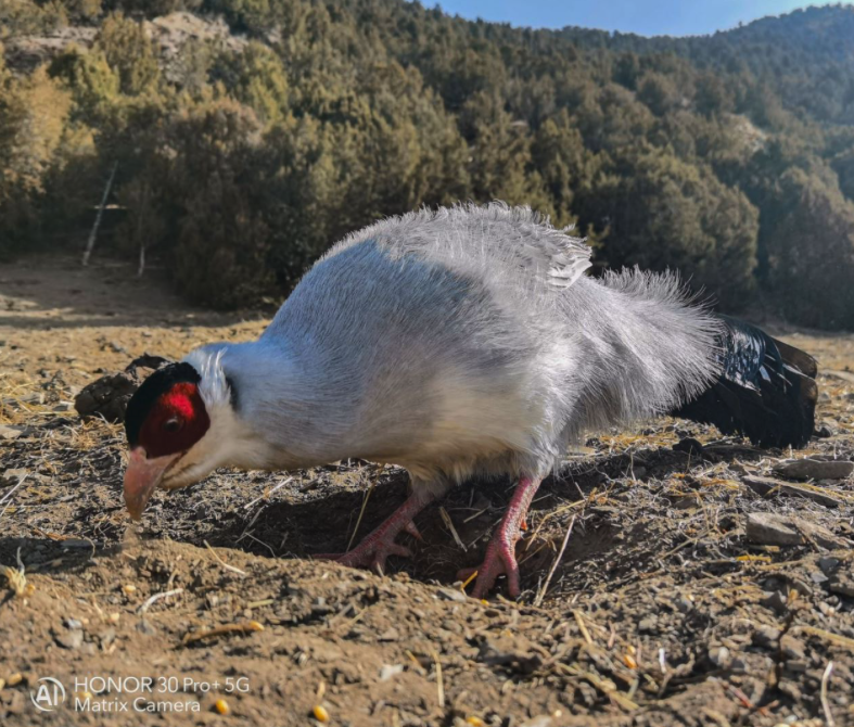 「三星」旗舰级CMOS大比拼：IMX700优势明显，小米被三星坑哭