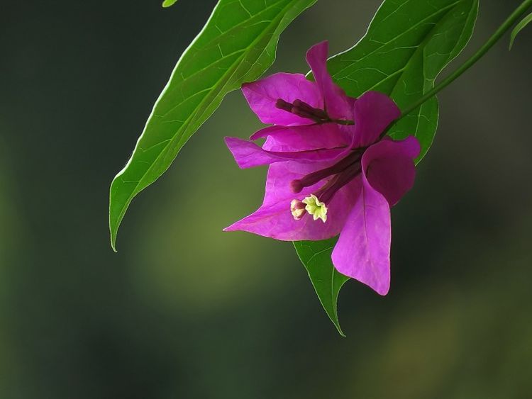 运势|九月份开始,好运临门,大好财富运势,不上班也不差钱的4大生肖