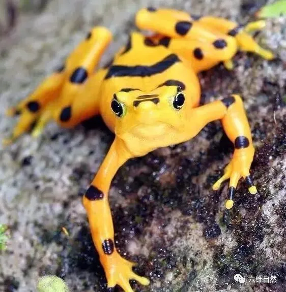 #蟾蜍#巴雨林中一种金色的蟾蜍,有着青蛙外形,其卵孵化成蝌蚪仅需一天