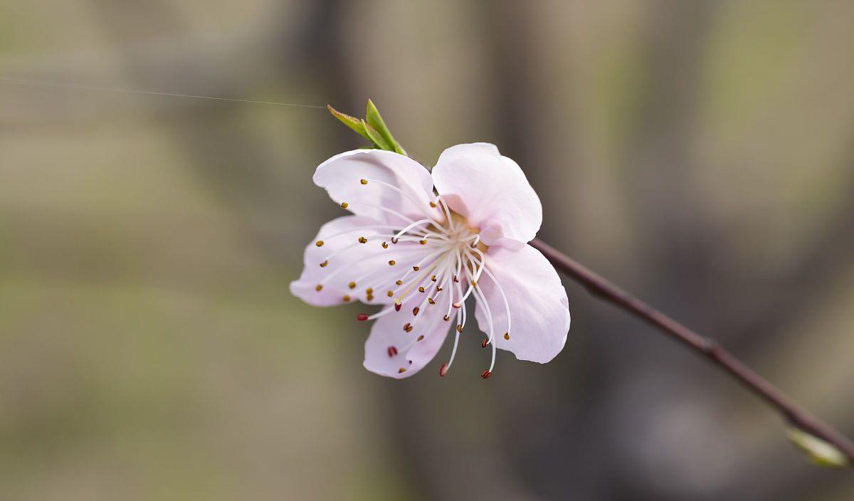 金牛座|未来15天，桃花蜂拥而至，爱情如约而来的3星座，情意浓浓