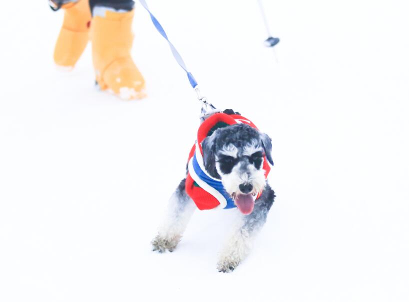 南京宠物旅游：趁时光正好，带着狗狗去旅行