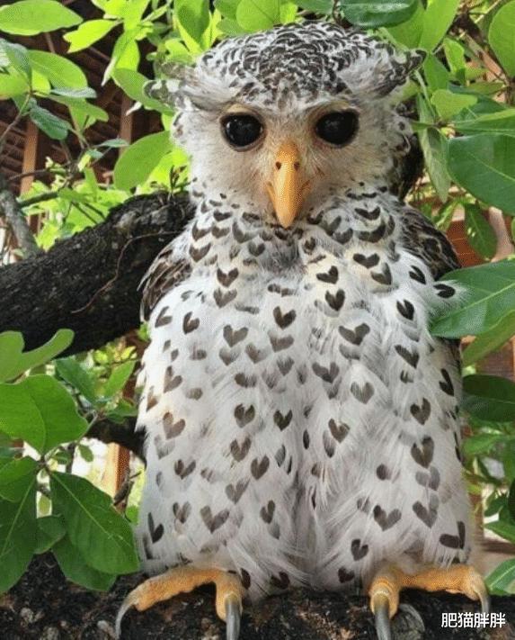 |“给朋友当伴郎，结果喜欢上了新娘可咋办？”哈哈哈哈哈你是魔鬼吗？