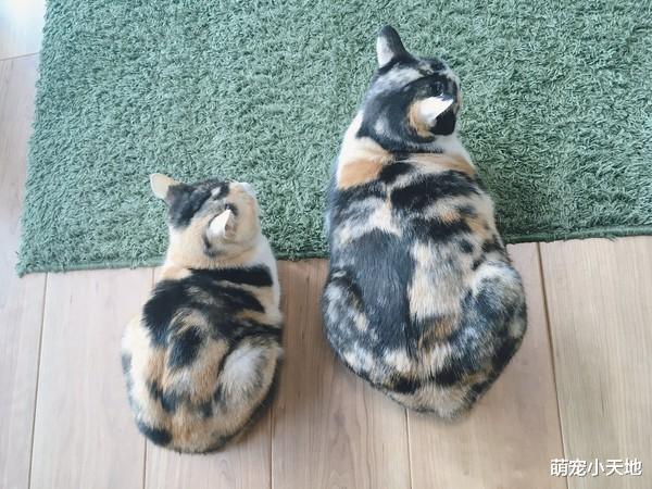 同天出生姊妹花，体型大不同网笑歪：饲料都同一只吃的吧