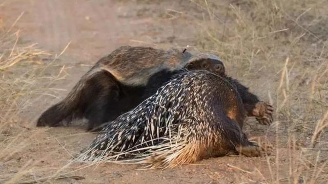 【蜜獾】平头哥，吃毒蛇就像吃辣条，真的百毒不侵吗？其实它被高估了