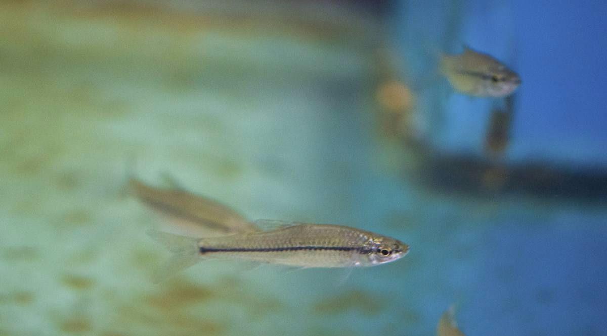 饵料|夏天钓鱼饵料不能加腥？事实并非如此，高手们都在“偷偷”用