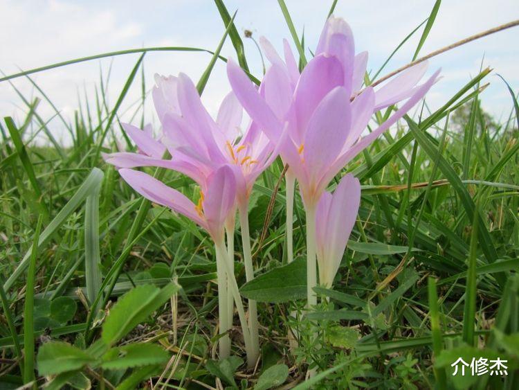 生肖|9月红鸾星动，接二连三撞桃花，喜获好姻缘，注定要脱单的4大生肖