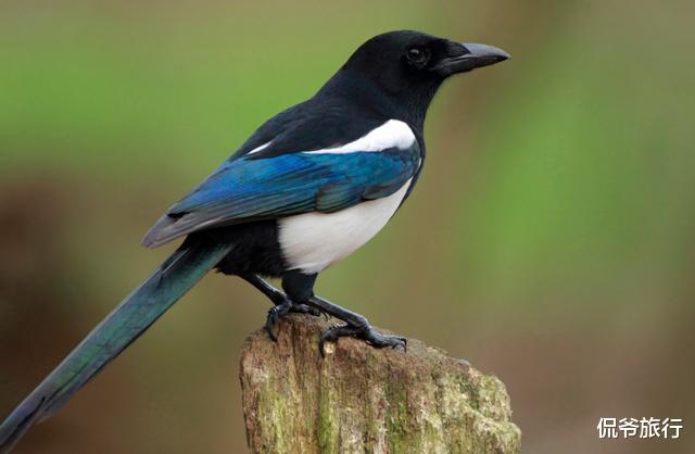 『生肖』6月21号，存款翻倍，正财旺上加旺的3生肖，事业步步高升