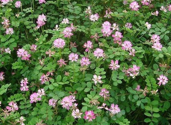 「运势」从6月10号开始，4属相桃花临身，福禄双全，日子风光无限