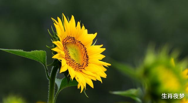 「生肖」7天后，爱如暖阳，心如潮水，3生肖刚柔并济，再爱一次，回心转意
