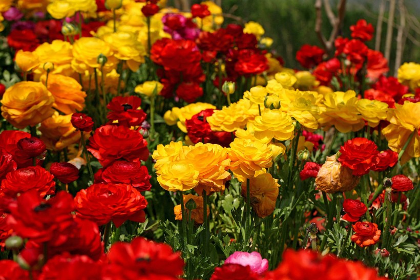 生肖：未来十来天，情缘未了，与前任剪不断，理还乱，难赋深情的4生肖