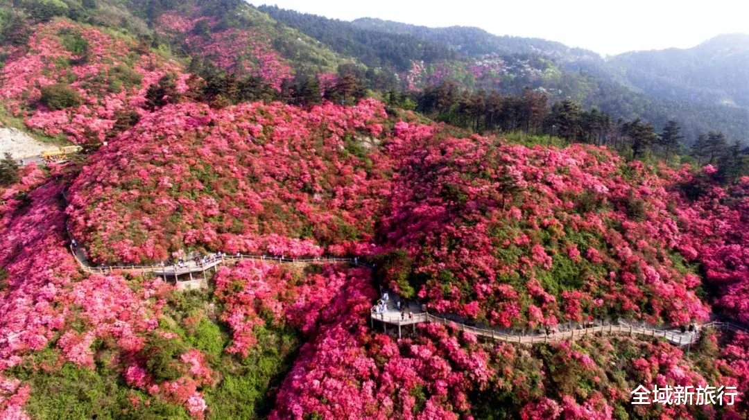 [木兰云雾山]云雾山 | 万亩杜鹃花海盛开正当时！
